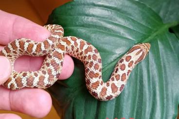 Schlangen kaufen und verkaufen Foto: Heterodon Axanthic, Hypo, Ghost Hakennasennatter Schlangen kaufen und verkaufen Foto: Heterodon Axanthic, Hypo, Ghost Hakennasennatter