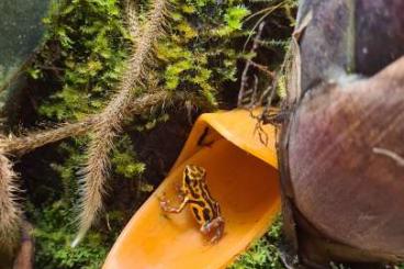 Poison dart frogs kaufen und verkaufen Photo: Oophaga histrionica Bullseyes 