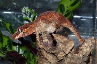 Geckos kaufen und verkaufen Foto: Rhacodactylus auriculatus / Höckerkopfgeckos 0.2