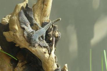 Geckos kaufen und verkaufen Foto: Pristurus celerrimus / Pristurus rupestris Saiq