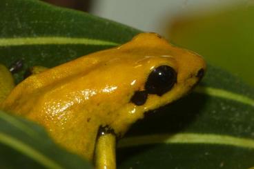 Pfeilgiftfrösche kaufen und verkaufen Foto: Dendrobates auratus / Phyllobates bicolor / Ph. vittatus