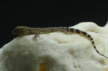 Geckos kaufen und verkaufen Foto: Pristurus celerrimus Pärchen