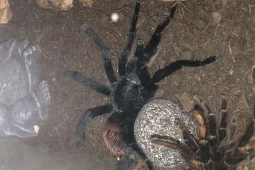 - bird spiders kaufen und verkaufen Photo: Brachypelma Vagans abzugeben