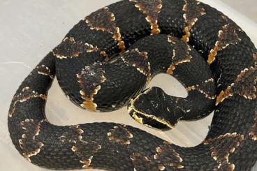 Venomous snakes kaufen und verkaufen Photo: Sale list for Hamm and Houten snakeday