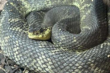 Venomous snakes kaufen und verkaufen Photo: Liste für Hamm und houten 