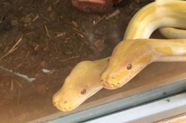 Pythons kaufen und verkaufen Photo: Albino Tigerpython Weibchen