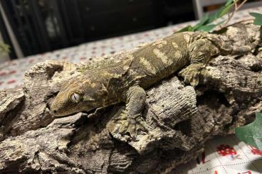 Geckos kaufen und verkaufen Photo: Geckos available for Hamm 