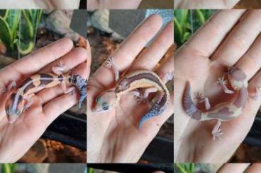Geckos kaufen und verkaufen Foto: Fattail geckos available Hamm/Houten
