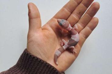 Geckos kaufen und verkaufen Foto: 0.1 Fat-tailed gecko snow 100% het zulu