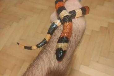 Schlangen kaufen und verkaufen Foto: I change adult male l.t. campbelli for corn snake