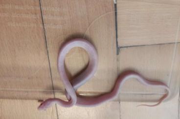 Schlangen kaufen und verkaufen Foto: i would like to change male corn snake blizzard for another rat snake