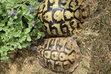 Landschildkröten kaufen und verkaufen Foto: Kleine Gruppe 1,2 THB mit zwei alten Weibchen