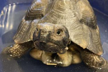 Tortoises kaufen und verkaufen Photo: Zwei Marginata Brüder als Paar, NZ 2001