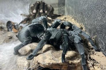 Vogelspinnen kaufen und verkaufen Foto: Grammostola pulchra Kerl mit RH