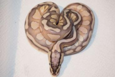 Königspythons kaufen und verkaufen Foto: Pastel Lesser Enchi Spotnose het Clown 