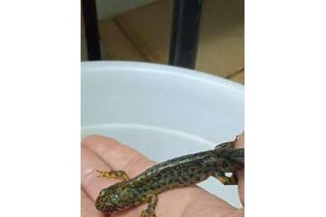 Salamander kaufen und verkaufen Foto: Triturus karelinii(lok.Iran)small