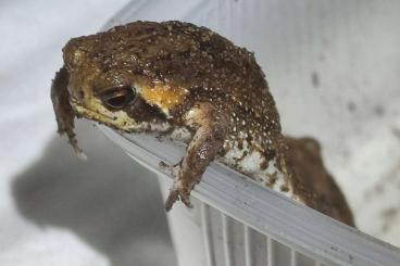 frogs kaufen und verkaufen Photo: Breviceps aff.mossambicus und Tylototrithon shanjing