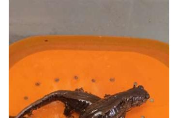 salamanders kaufen und verkaufen Photo: Salamandrella kyeserlingii salamanders kaufen und verkaufen Photo: Salamandrella kyeserlingii