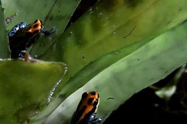 frogs kaufen und verkaufen Photo: Ranitomeya Amazonica 0/0/3
