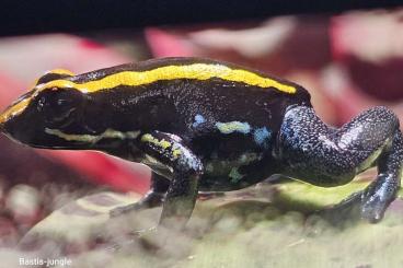 Pfeilgiftfrösche kaufen und verkaufen Foto: Phyllobates vittatus / Gestreifter Blattsteiger 