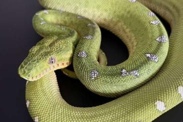 Boas kaufen und verkaufen Foto: Corallus Caninus Nachzuchten abzugeben