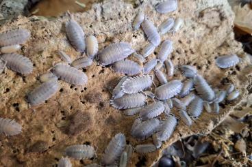 other Arthropoda kaufen und verkaufen Photo: Porcellio baeticensis zu verkaufen 