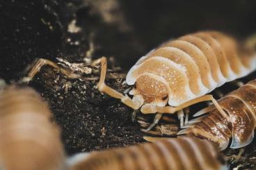 other Arthropoda kaufen und verkaufen Photo: Porcellio hoffmannseggi "orange" 