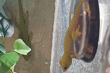 Geckos kaufen und verkaufen Foto: Phelsuma grandis, Madagaskar Taggecko