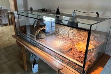 Tortoises kaufen und verkaufen Photo: Zwei tropische Landschildkröten (Köhlerschildkröten) zu verkaufen 