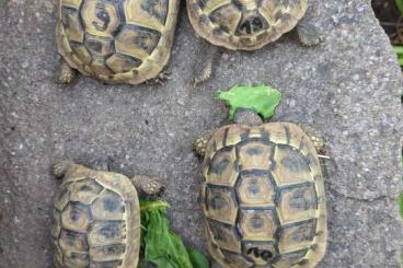 Tortoises kaufen und verkaufen Photo: Griechische Landschildkröte/ Testudo Hermani