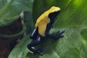 Poison dart frogs kaufen und verkaufen Photo: 1.0 tinctorius Citronella Hamm