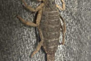 Scorpions kaufen und verkaufen Photo:  H.Hottentotta Adult for Sale