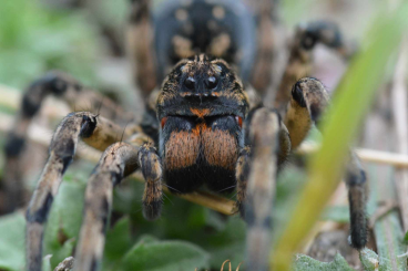 Spiders and Scorpions kaufen und verkaufen Photo: Geolycosa vultuosa and Hogna radiata 