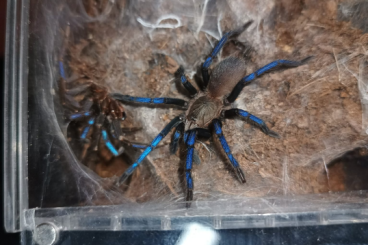 Spinnen und Skorpione kaufen und verkaufen Foto: Latrodecs curocaviensis Phormigohilus sabach blue female