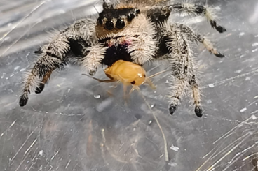 echte Webspinnen kaufen und verkaufen Foto: Phipipus regius White bahamas T.seladonia