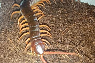 Myriapoda kaufen und verkaufen Photo: Skolopendra dehaani Myriapoda kaufen und verkaufen Photo: Skolopendra dehaani