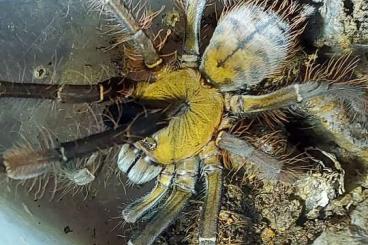 Spinnen und Skorpione kaufen und verkaufen Foto: Poecilotheria, phormingochilus 