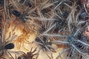 Spiders and Scorpions kaufen und verkaufen Photo: Xenesthis, typhochlaena, Phormingochilus, urupelma, cyriopagopus usw