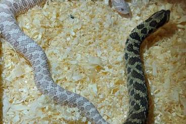 Schlangen kaufen und verkaufen Foto: Heterodon nasicus, Hakennasennatter, Hognose 