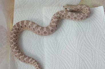 Schlangen kaufen und verkaufen Foto: Hognose, Heterodon Nasicus, Hakennasennatter 