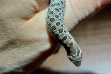 Schlangen kaufen und verkaufen Foto: Hognose, Hakennasennatter, Heterodon Nasicus 