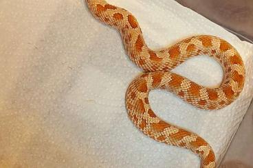 Snakes kaufen und verkaufen Photo: Hognose,  Hakennasennatter, Heterodon Nasicus, 