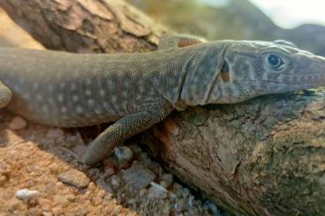 Lizards kaufen und verkaufen Photo: Omanosaura jayakari  - Oman lizard 