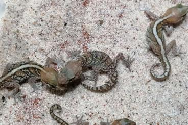 Geckos kaufen und verkaufen Photo: Madagaskar fettschwanzgecko