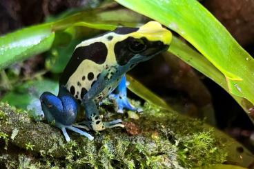 Poison dart frogs kaufen und verkaufen Photo: D. Tinctorius Patricia 0.1