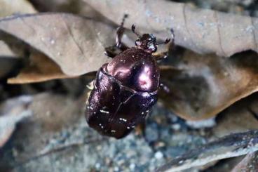 Insects kaufen und verkaufen Photo: Protaetia formosana, Käfer/Beetles 