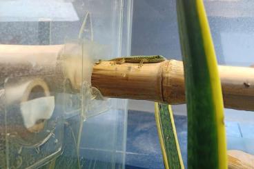 Geckos kaufen und verkaufen Foto:  3 Phelsuma robertmertensi