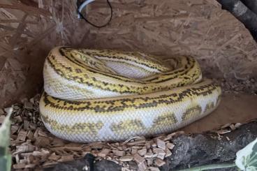 Pythons kaufen und verkaufen Photo: Netzpython Dame 0.1 retic