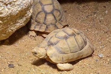 Landschildkröten kaufen und verkaufen Foto: Koupím 0.1 Testudo Kleinmanni 