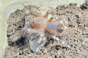 Vogelspinnen kaufen und verkaufen Foto: Acanthoscurria geniculata & Lasiodora parahybana